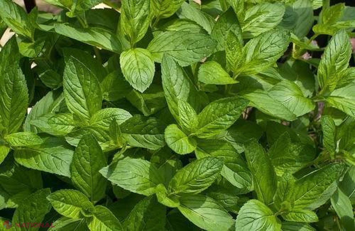 Plantele care VINDECĂ plămânii