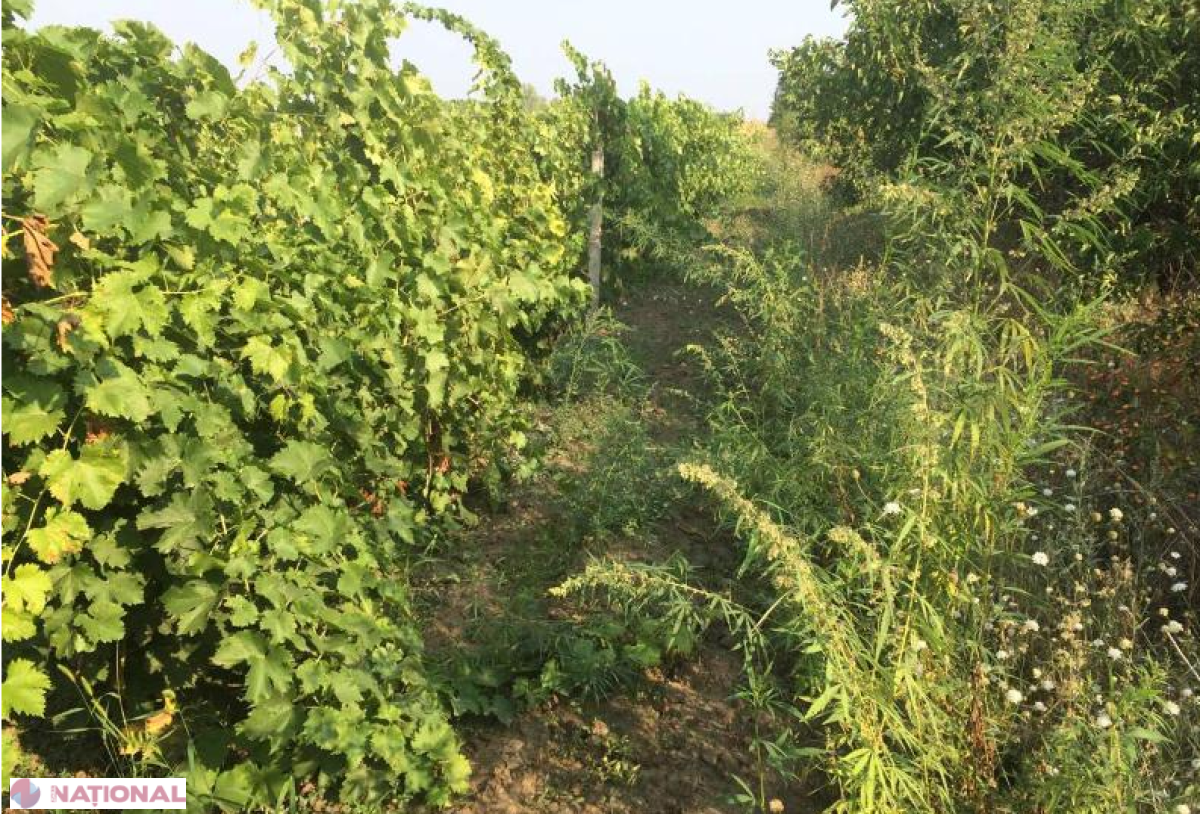 Plantație de canabis în vie