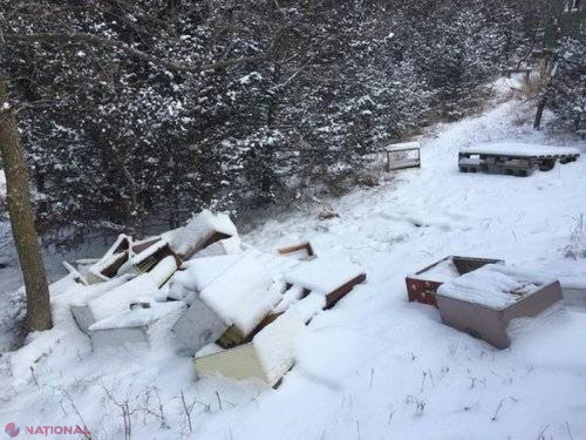 CRIMĂ // Jumătate de milion de albine au fost ucise de doi copii din SUA