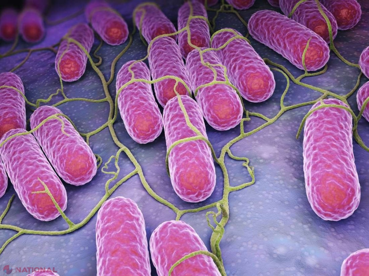 ANALIZE // Salmonella la nuntașii care s-au intoxicat într-un local din Chișinău