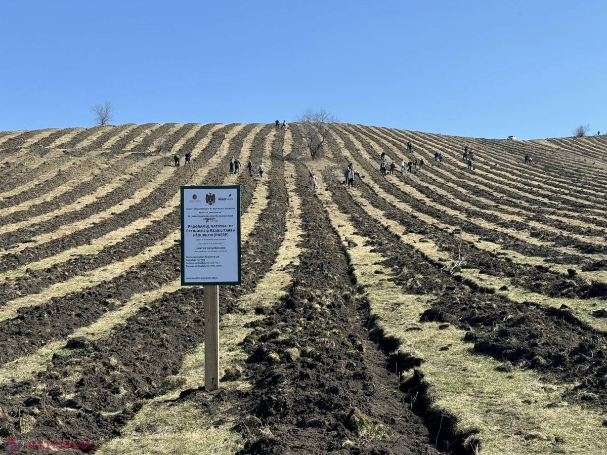 GALERIE FOTO // Împădurirea R. Moldova prinde turații. Aproape 1 800 de persoane și-au adus aportul la reabilitarea unei suprafețe de cel puțin 3 500 ha