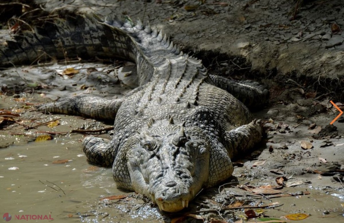 Au eutanasiat un crocodil de 4,2 metri și l-au spintecat. Descoperirea terifiantă făcută în stomacul animalului