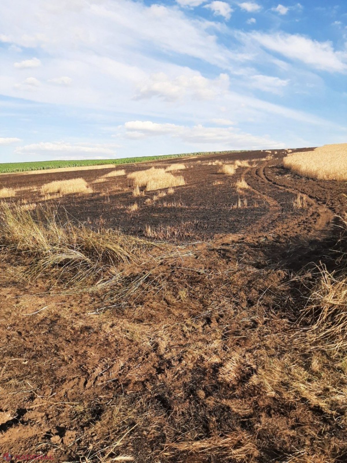 INCENDIU // ZECI de hectare cu grâu și orz, nimicite în raionul Anenii Noi: Lupta cu flăcările a durat peste cinci ore