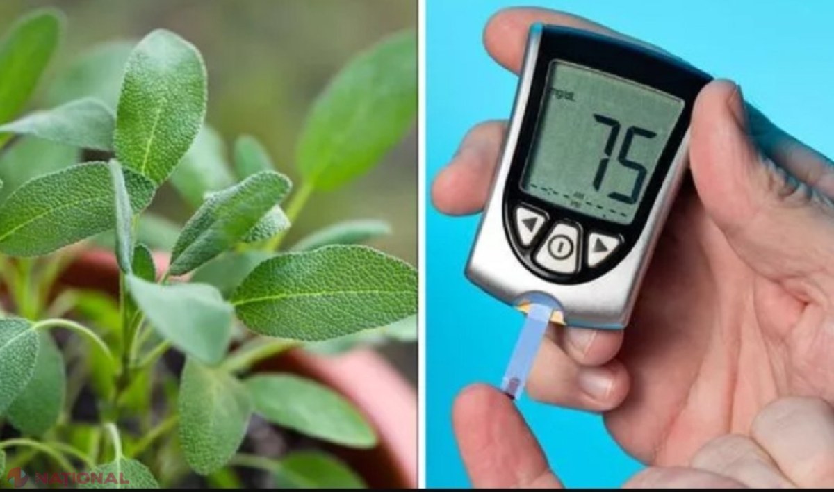 Planta care reduce semnificativ nivelul zahărului din sânge și colesterolul în doar două ore