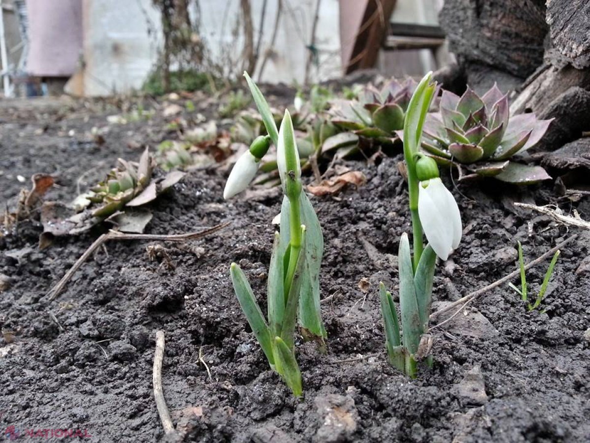 FOTO PARADOX de Anul Nou: La Bălţi au ÎNFLORIT ghioceii
