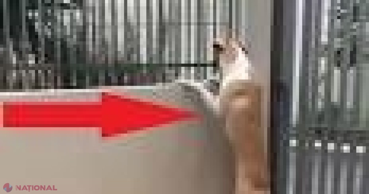 AMUZANT // Romeo şi Julieta, versiunea canină. Ce faci când un gard îţi stă în cale?!