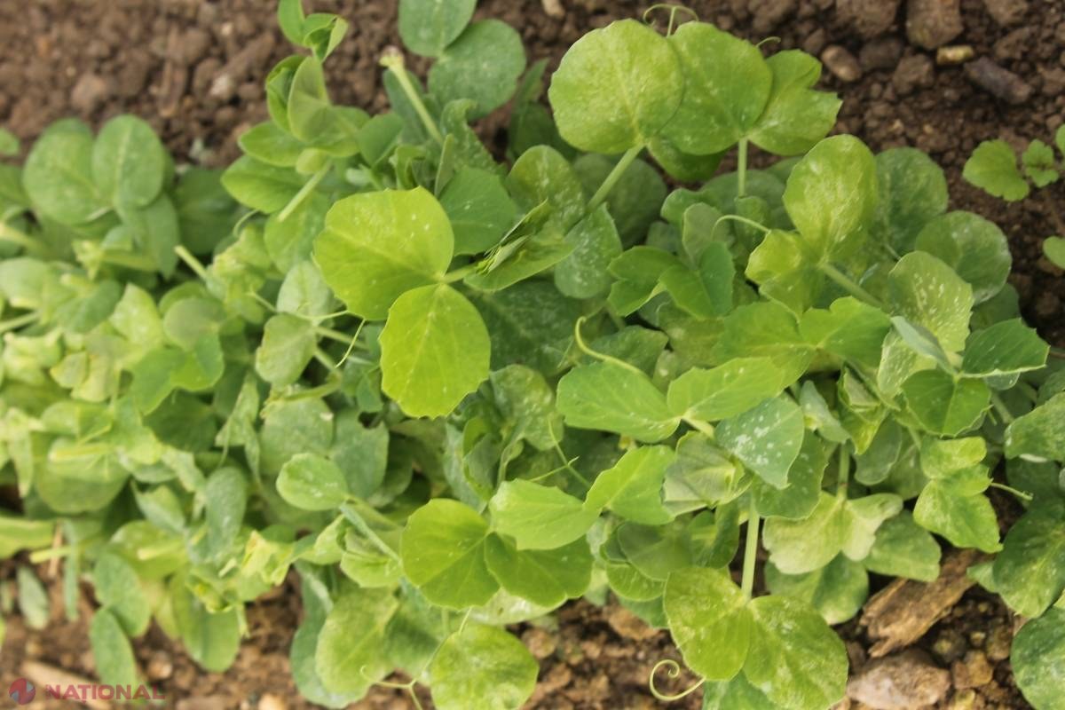 Rețeta Tamarei Șchiopu // Salată verde de iarnă