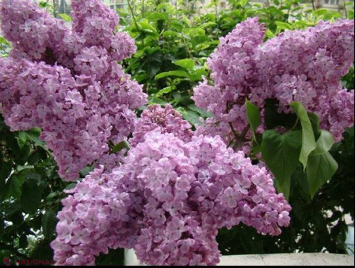 Floarea de liliac are efecte uimitoare asupra organismului. Tratează peste 50 de boli  