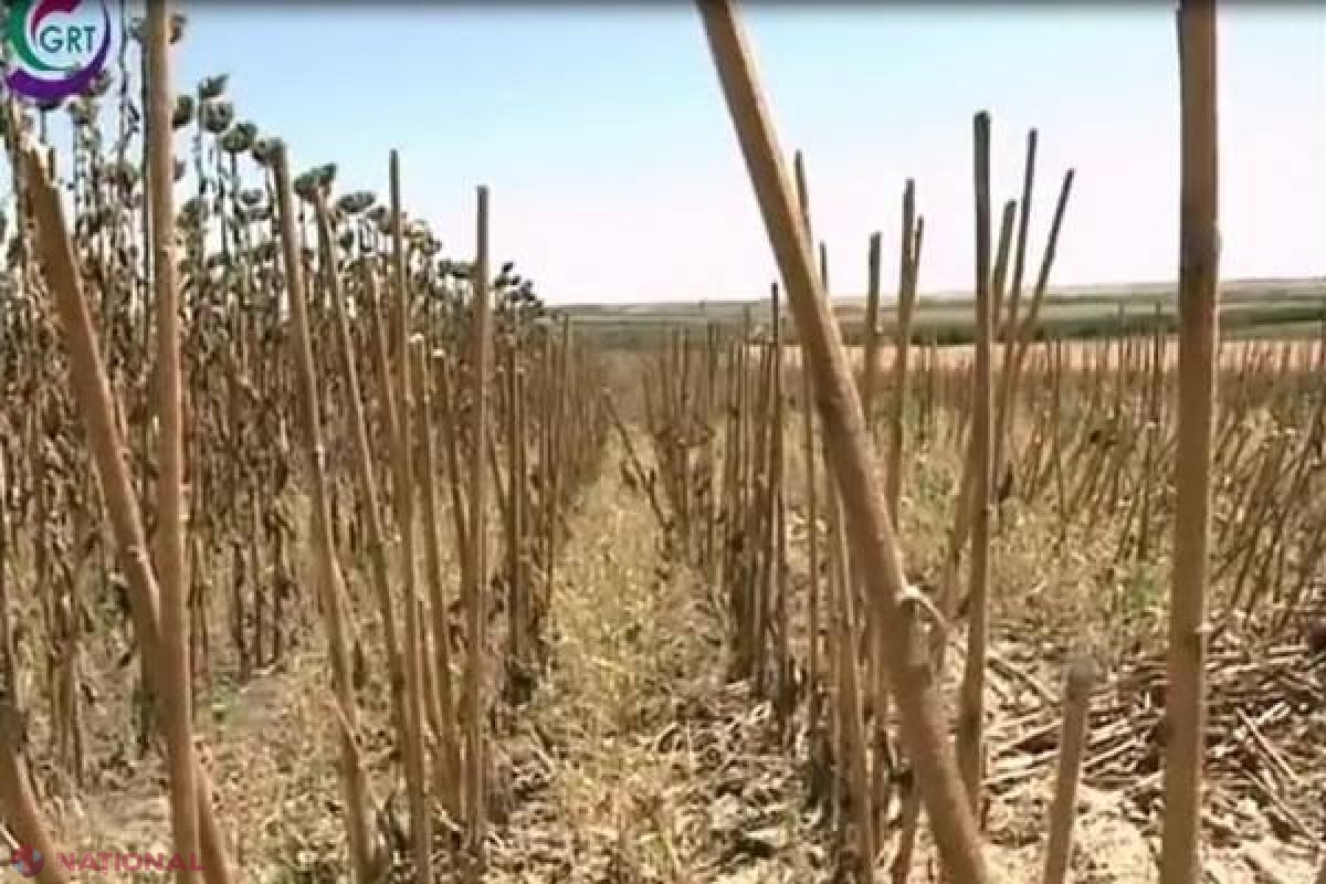 Un agricultor este DISPERAT! Cineva i-a furat roada de pe opt hectare