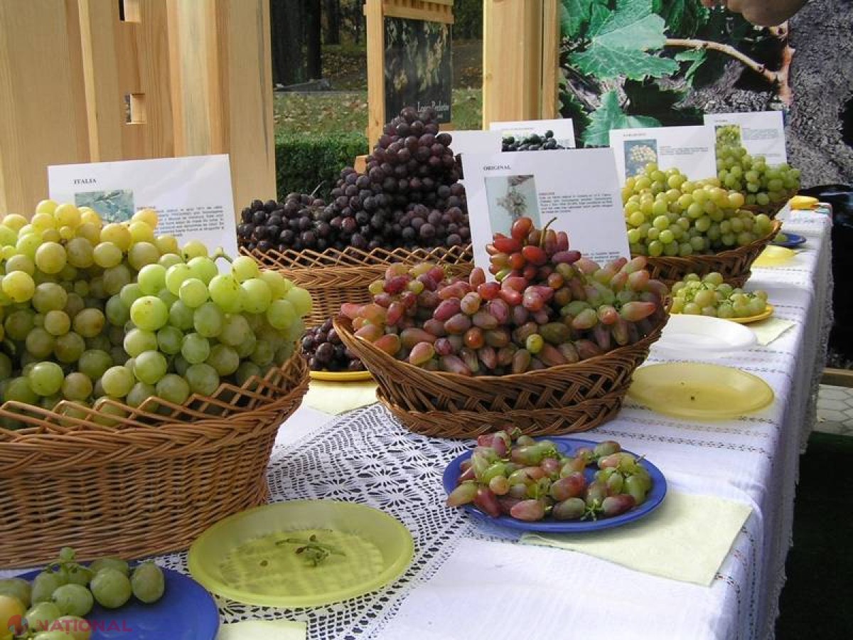 Premieră! La Cimișlia va fi organizat Festivalul Strugurelui cu participanți și din România
