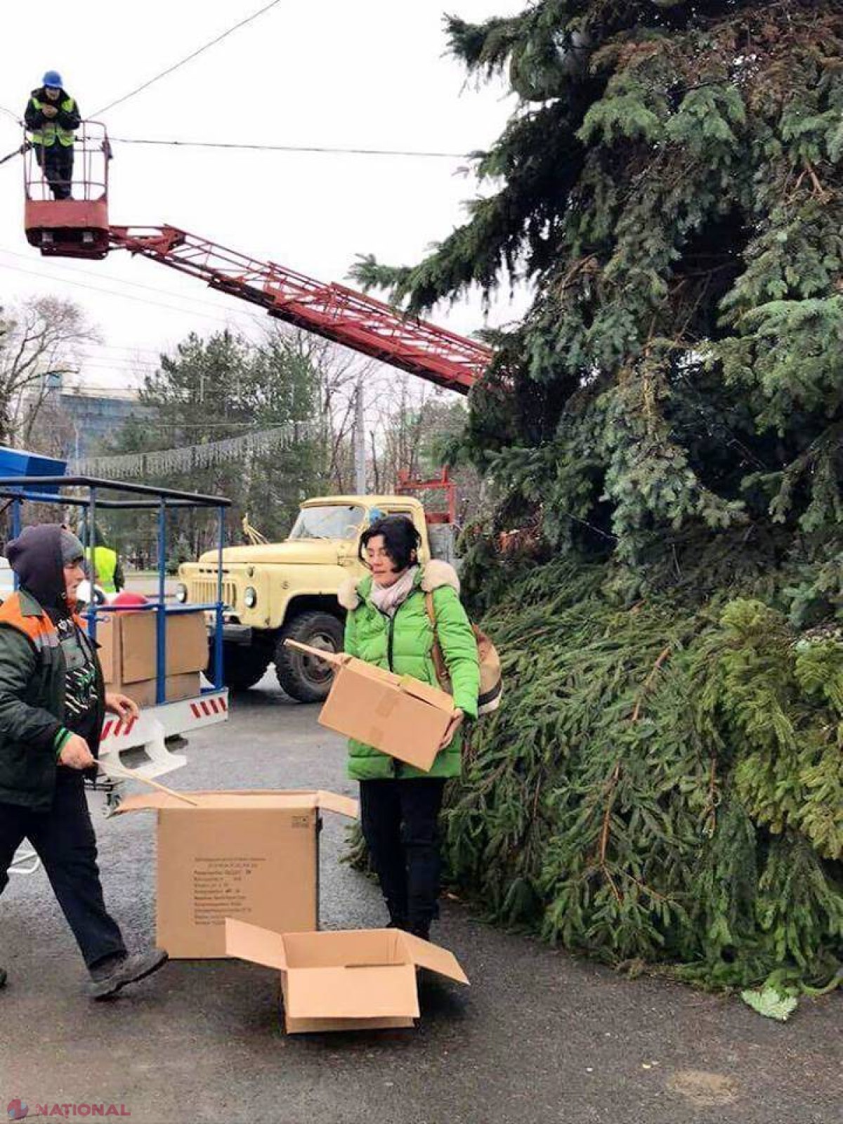 FOTO // A început împodobirea bradului din PMAN. Silvia Radu: „De mâine vă puteți bucura cu toții de el”