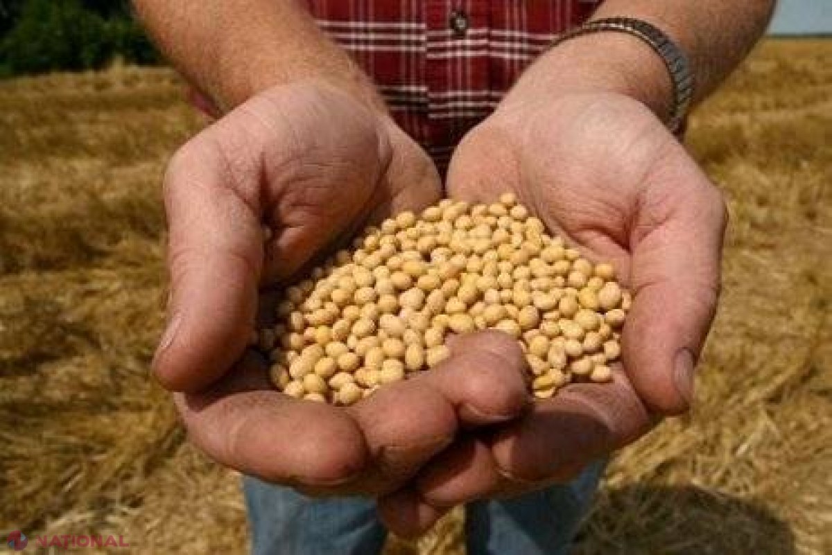 Importul semințelor modificate genetic ar putea fi interzis în R. Moldova