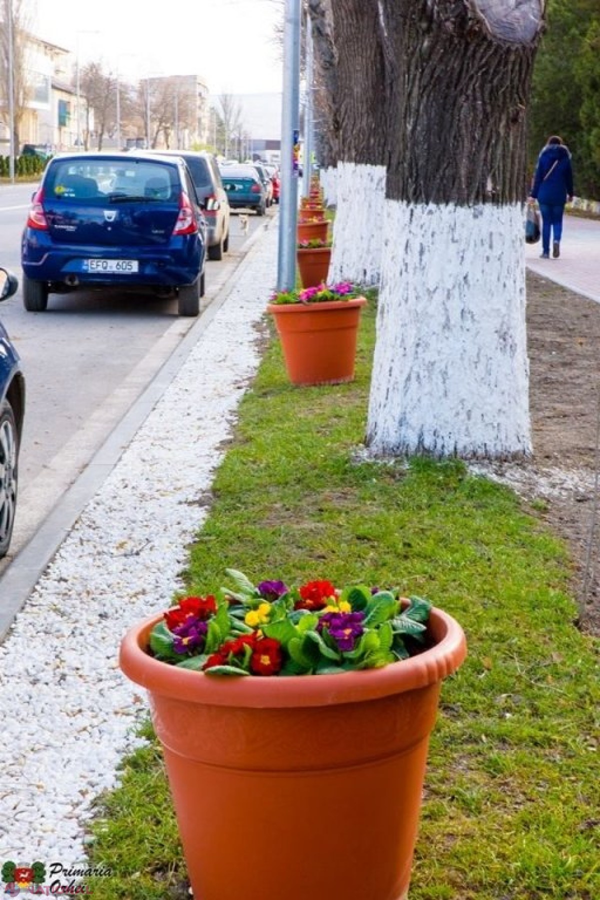 FOTO // Municipiul Orheiul a „ÎNFLORIT”. Mii de flori plantate au colorat orașul
