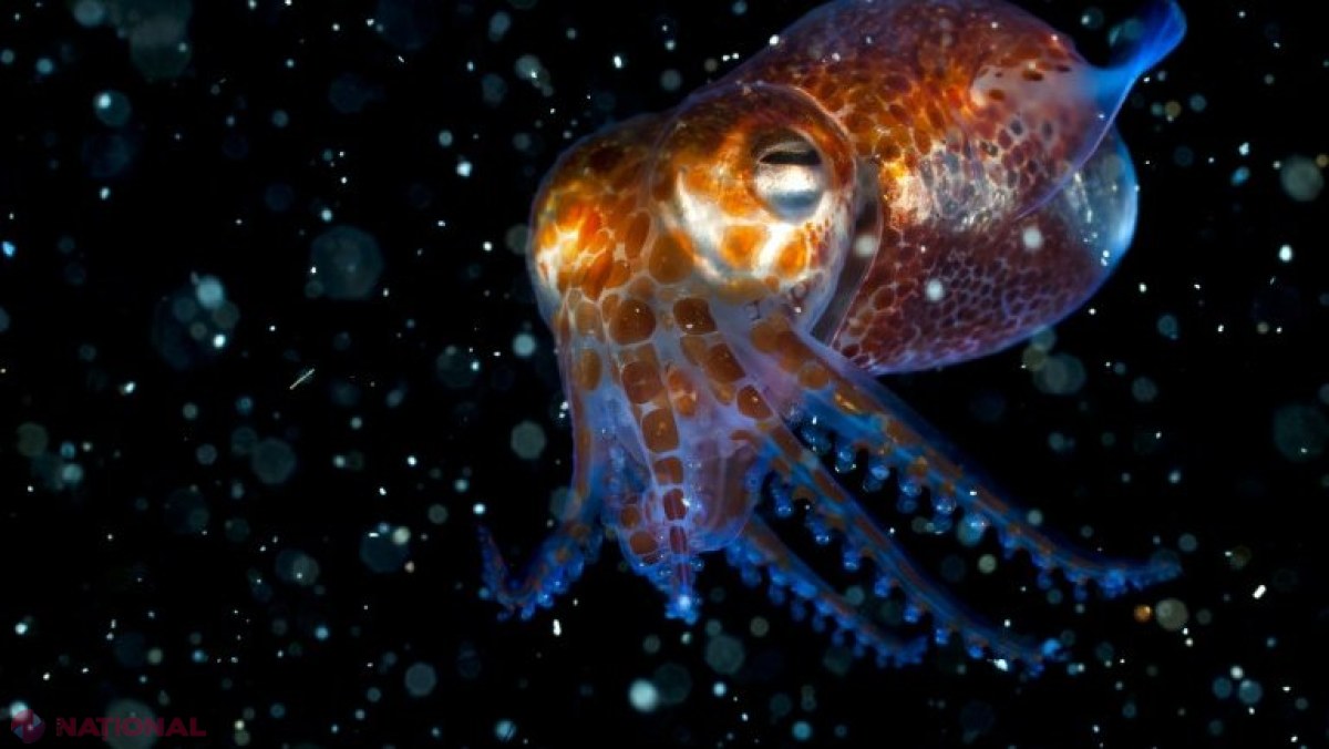 NASA trimite 128 de calamari, care au un sistem imunitar similar cu al oamenilor, în spațiu