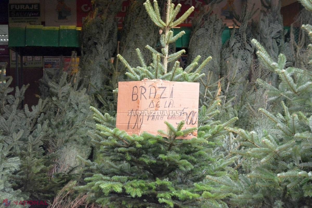 „Moldsilva” scoate pe piață mai MULȚI POMI de Crăciun decât în 2015