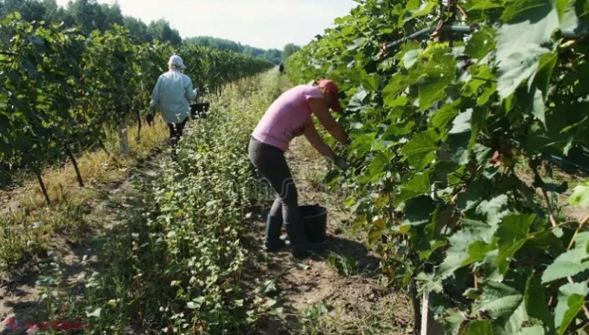 Pese 350 de angajați munceau la negru în zeci de companii, verificate în luna septembrie: Cele mai multe ilegalități, depistate la Chișinău, Bălți și Edineț
