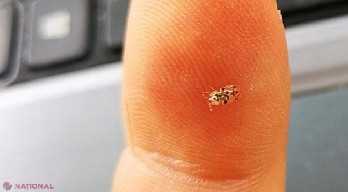 Reacția autorităților vizavi de insectele necunoscute care au ajuns la noi și îngrijorează cetățenii R. Moldova