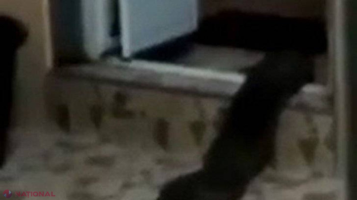 VIDEO // A avut parte de surpriza vieții lui când a intrat la toaletă: „Era o creatură...”