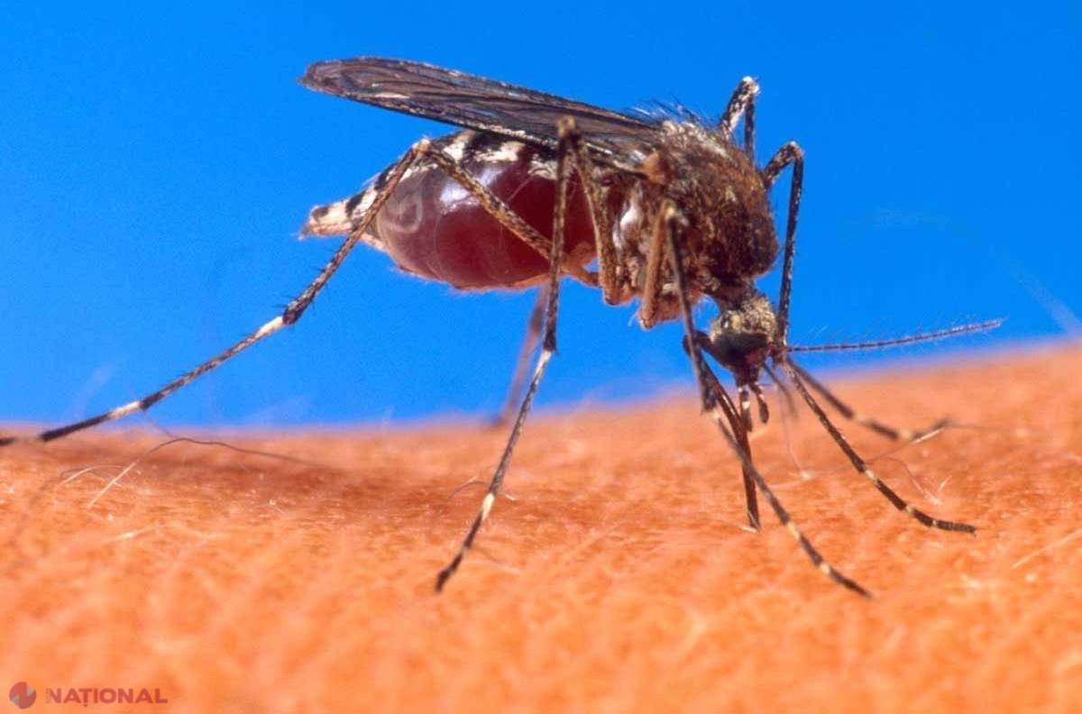 După Ebola, un nou virus atacă lumea. Mai multe cazuri depistate în Europa