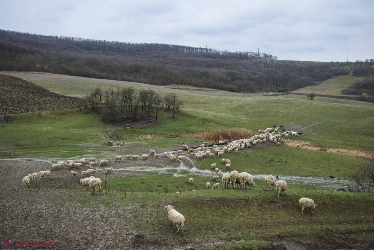 SCLAVIE la Orhei. Printre învinuiți se află și un POLIȚIST, răsplătit cu „un calup de brânză”