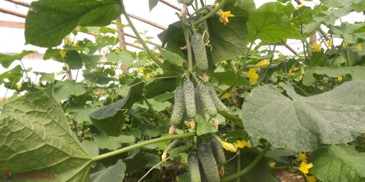 Este cea mai mare greșeală! Uite cum trebuie așezate corect legumele în grădină! Știai că niciodată nu trebuie să plantezi roșiile lângă castraveți?