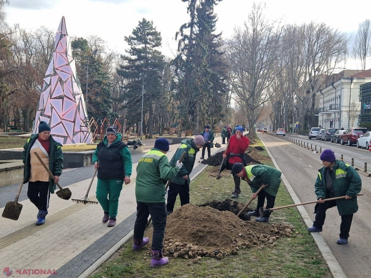„Coridor verde”: Peste 100 de platani, înalți de peste trei metri, plantați pe strada 31 august 1989 din Chișinău
