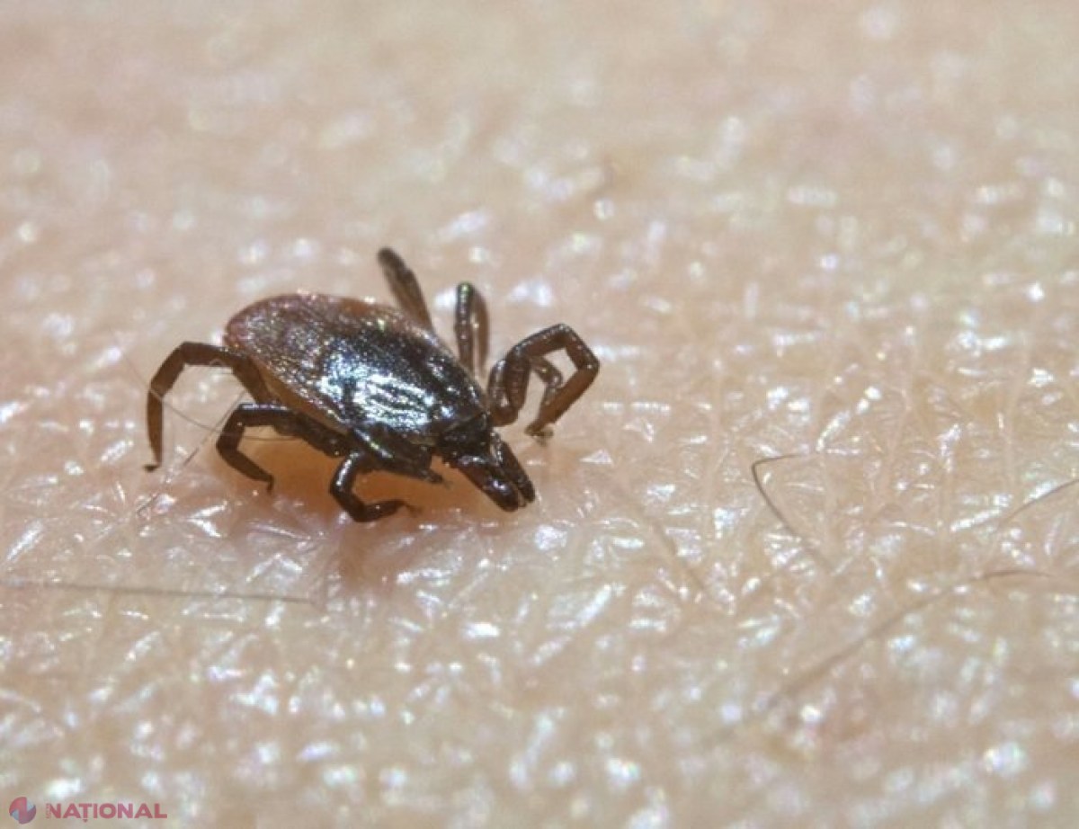 Mușcături de căpușă: Vaccin pe bază de ARNm, dezvoltat împotriva bacteriei care cauzează boala Lyme