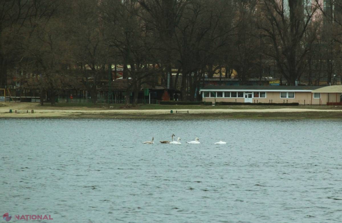 FOTO // Apariție SURPRIZĂ pe lacul Valea Morilor