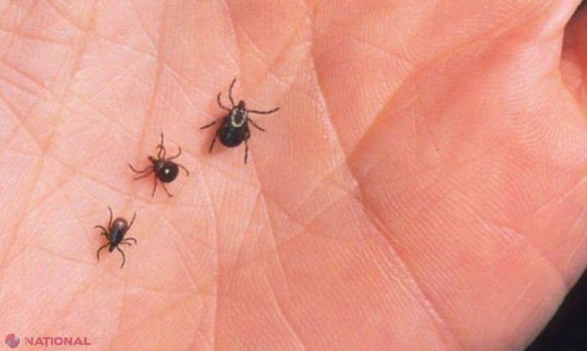 Aproape 150 de persoane din R. Moldova au făcut boala Lyme după ce au fost mușcate de căpușe în anul 2022: Jumătate dintre cazuri au fost înregistrate în Chișinău