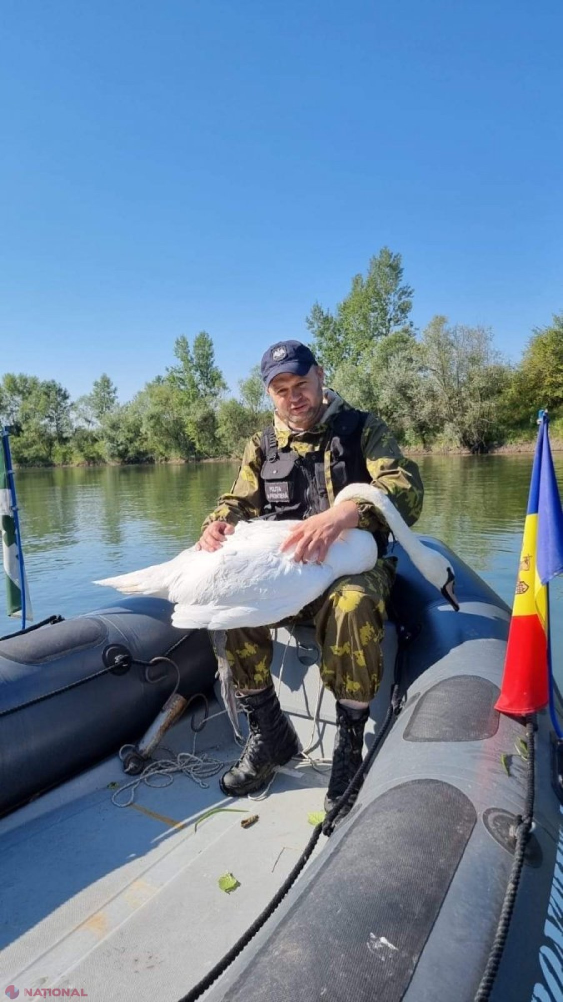 Lebădă, salvată de polițiștii de frontieră: Era prinsă în plastic, pe râul Prut