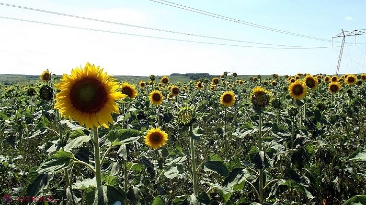 AVERTISMENTUL ANSA pentru producătorii de floarea-soarelui din R. Moldova: Fenomenul de după ploile abundente din ultimele zile 