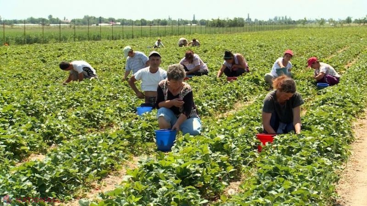 Treizeci și trei de migranți vor beneficia de 8,11 MILIOANE de lei pentru inițierea unor afaceri în R. Moldova. Cele mai multe, în domeniul agriculturii
