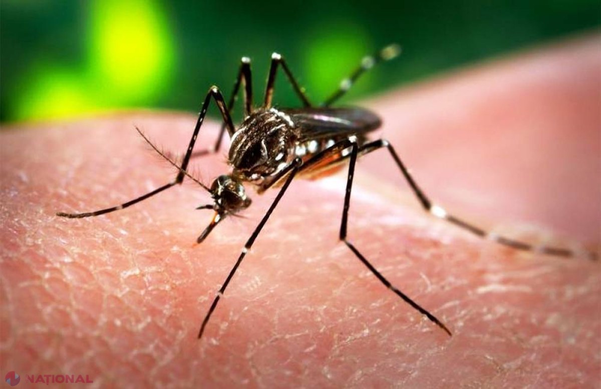 AVERTISMENT // Căldurile primăverii pot RĂSPÂNDI virusul Zika în Europa