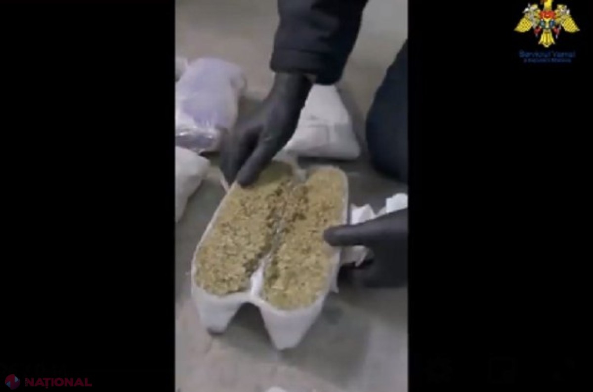 VIDEO // Droguri duse de moldoveni în Uniunea Europeană: Marijuana de un MILION de lei, confiscată de la un grup criminal. Judecătorii i-au trimis acasă pe cei care coordonau „afacerea”