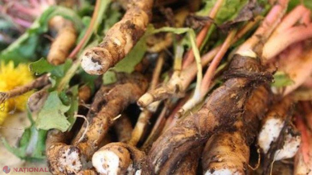 Rădăcina unei plante, mai EFICIENTĂ decât chimioterapia. Distruge cancerul, fără efecte secundare