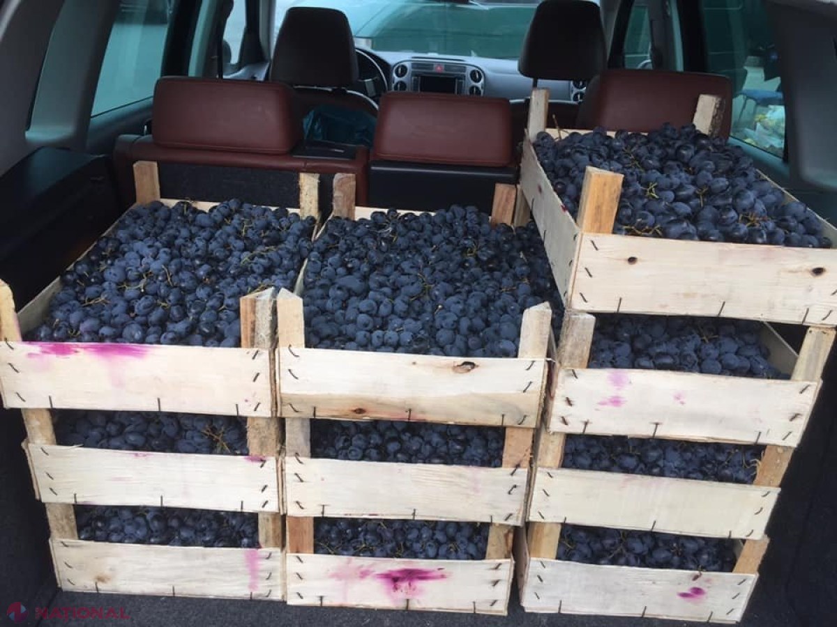 TÂRG în centrul Chișinăului: Producătorii autohtoni vor vinde cu 50 de lei lada de struguri. „Vino să-ți iei Moldova acasă” 