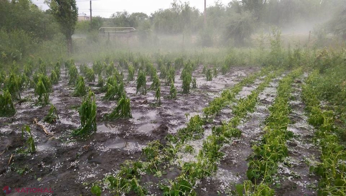 Ploaia cu grindină a făcut RAVAGII: Drumuri distruse și zeci de hectare de culturi agricole afectate