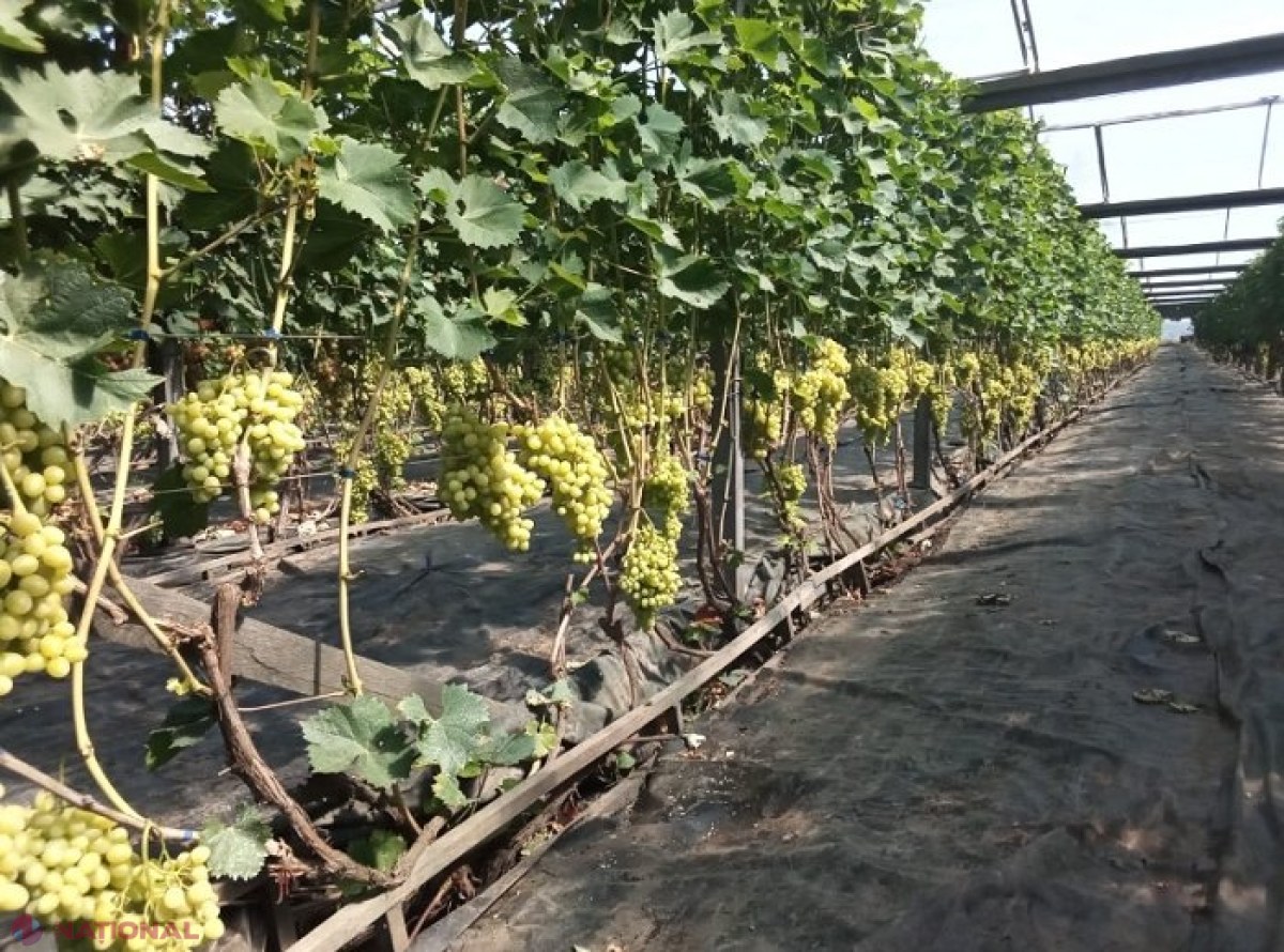 Întreprinderile vinicole din R. Moldova au procesat până acum peste 110 mii de tone de struguri pentru vin: Cât costă kilogramul de struguri proaspeți la piață
