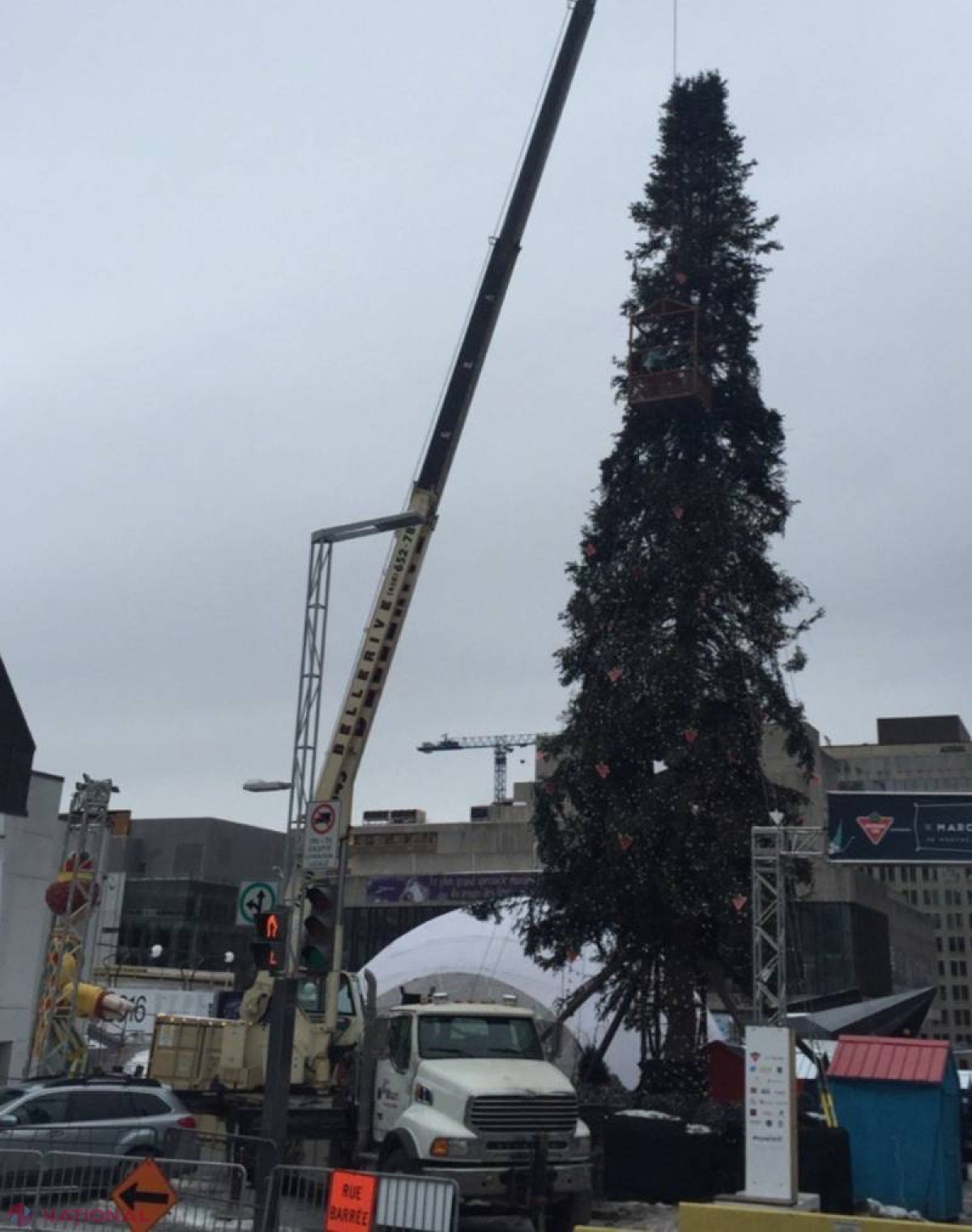 FOTO // Brazi „GEMENI” în Chișinău și Montreal. Autoritățile metropolei din Canada au dispus DEMONTAREA pomului de 26 de metri