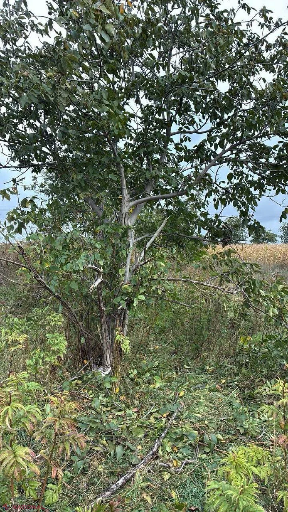 Imagini EXCLUSIVE de la Florești // SPIONAJ aerian peste R. MOLDOVA din partea Rusiei. Drona rusească prăbușită la Florești avea cameră de supraveghere. Aparatul de zbor s-a lovit de un copac și a explodat