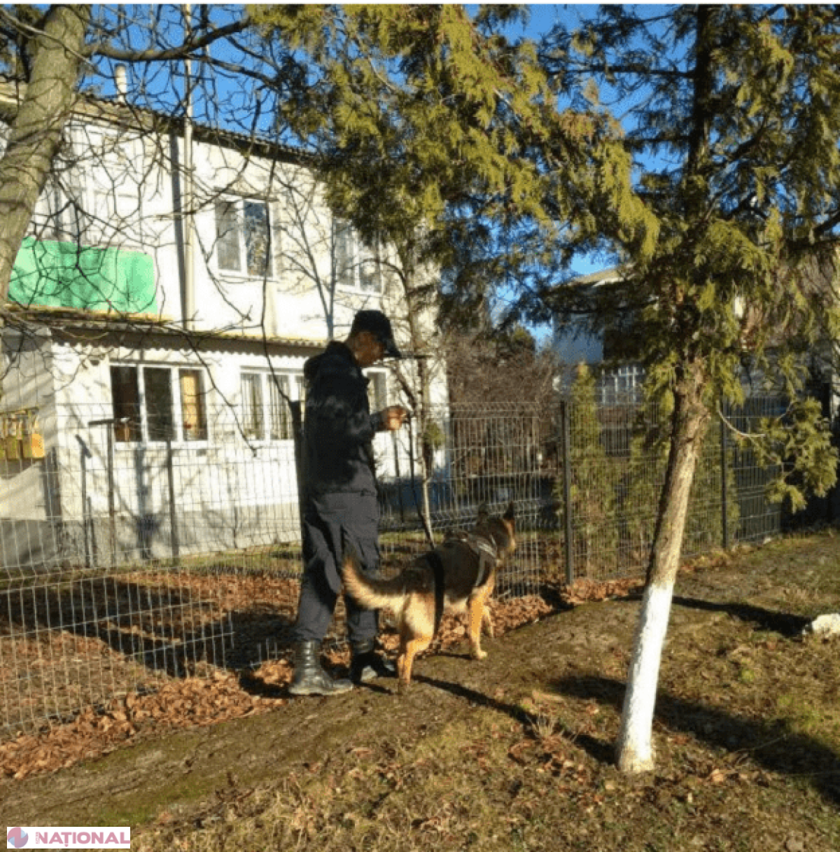 Cum a descoperit câinele Fox hoțul din Costești