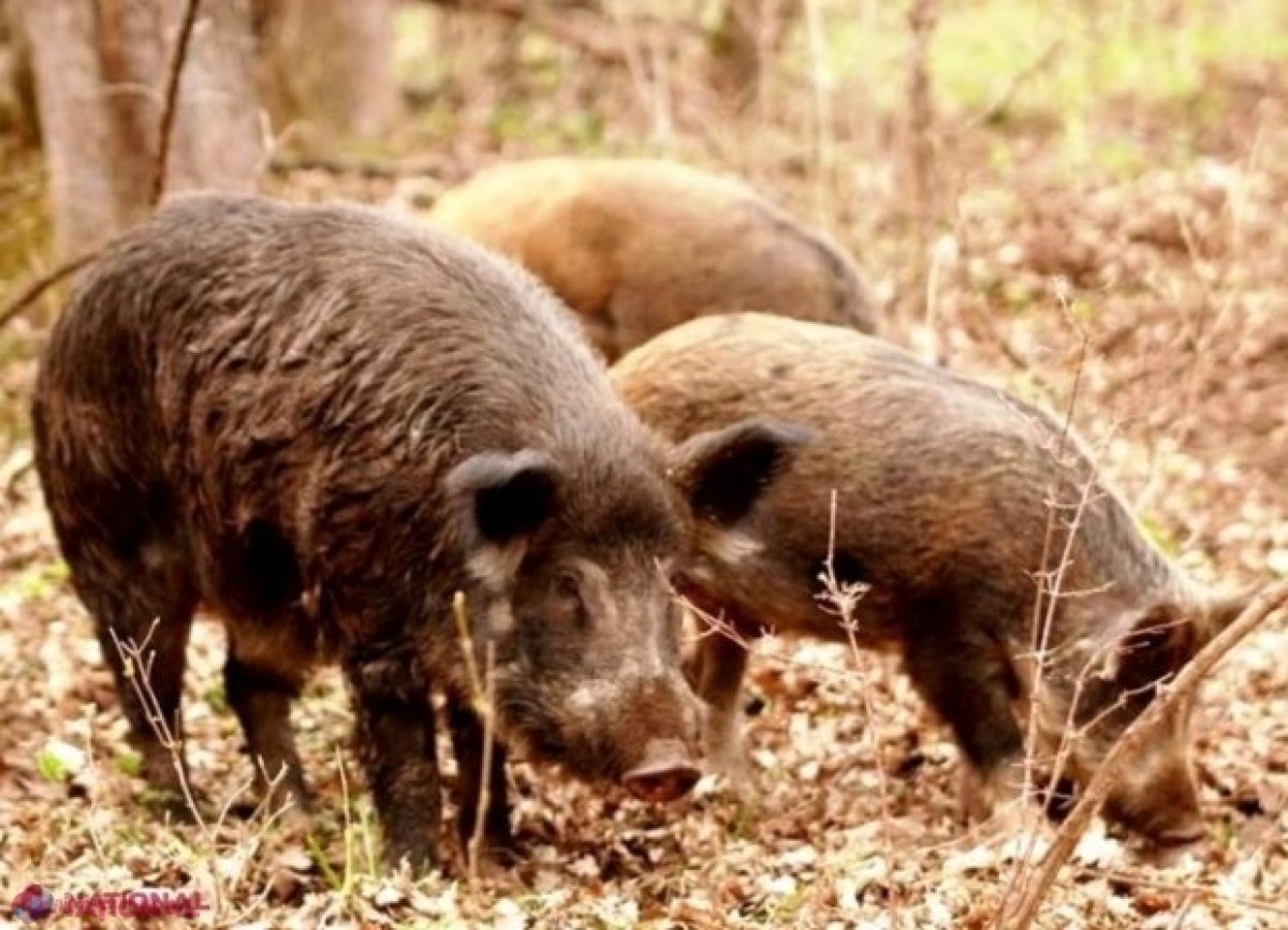 Pesta porcină: Numeroase cadavre de mistreți, descoperite în „Pădurea Domnească”. Boala a atacat și o gospodărie din Hâncești, unde creșteau peste 20 de porci
