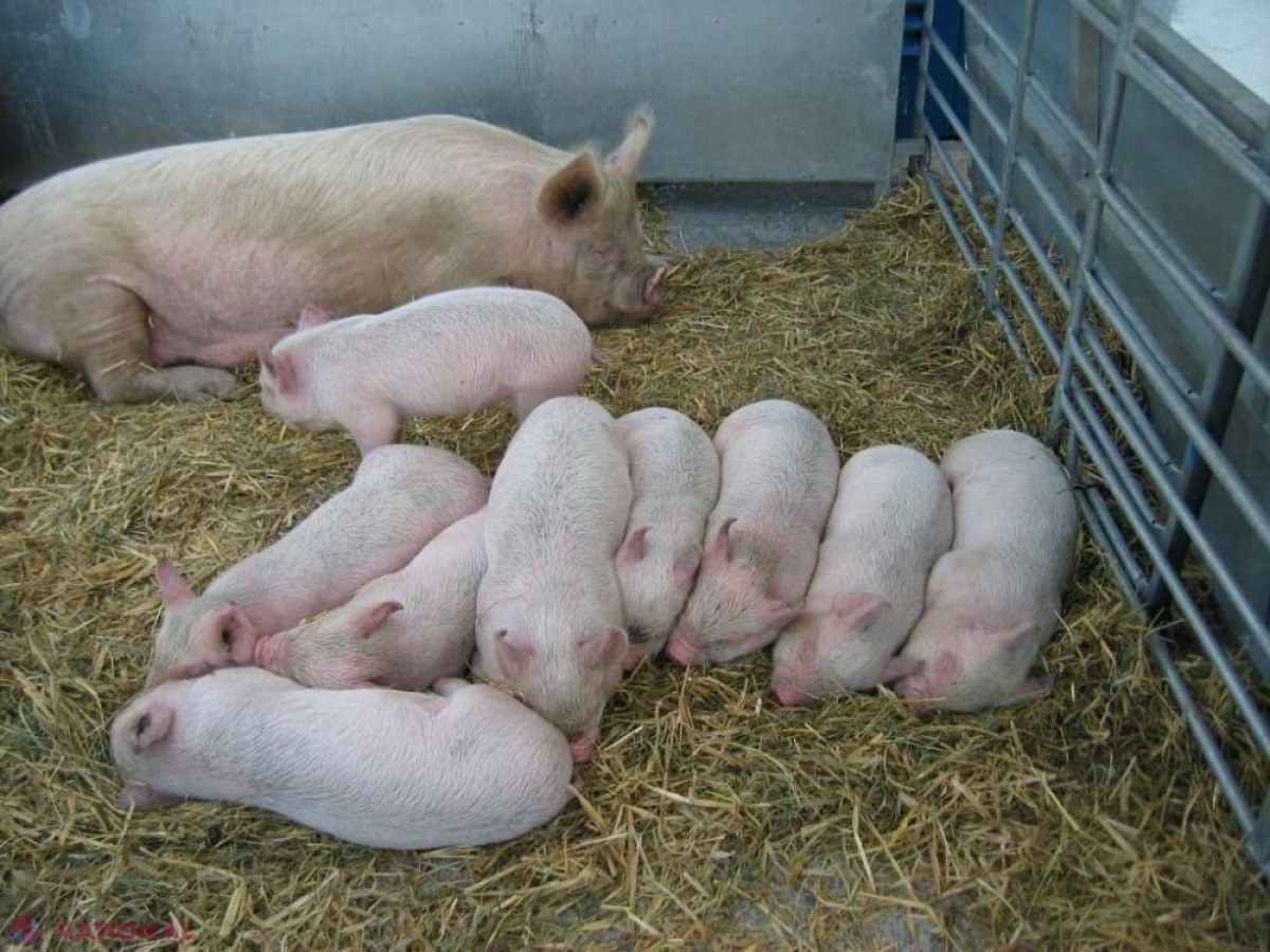Măsuri URGENTE pentru a preveni răspândirea pestei porcine pe teritoriul R. Moldova: Porcii - sacrificați, iar proprietarii animalelor - despăgubiți