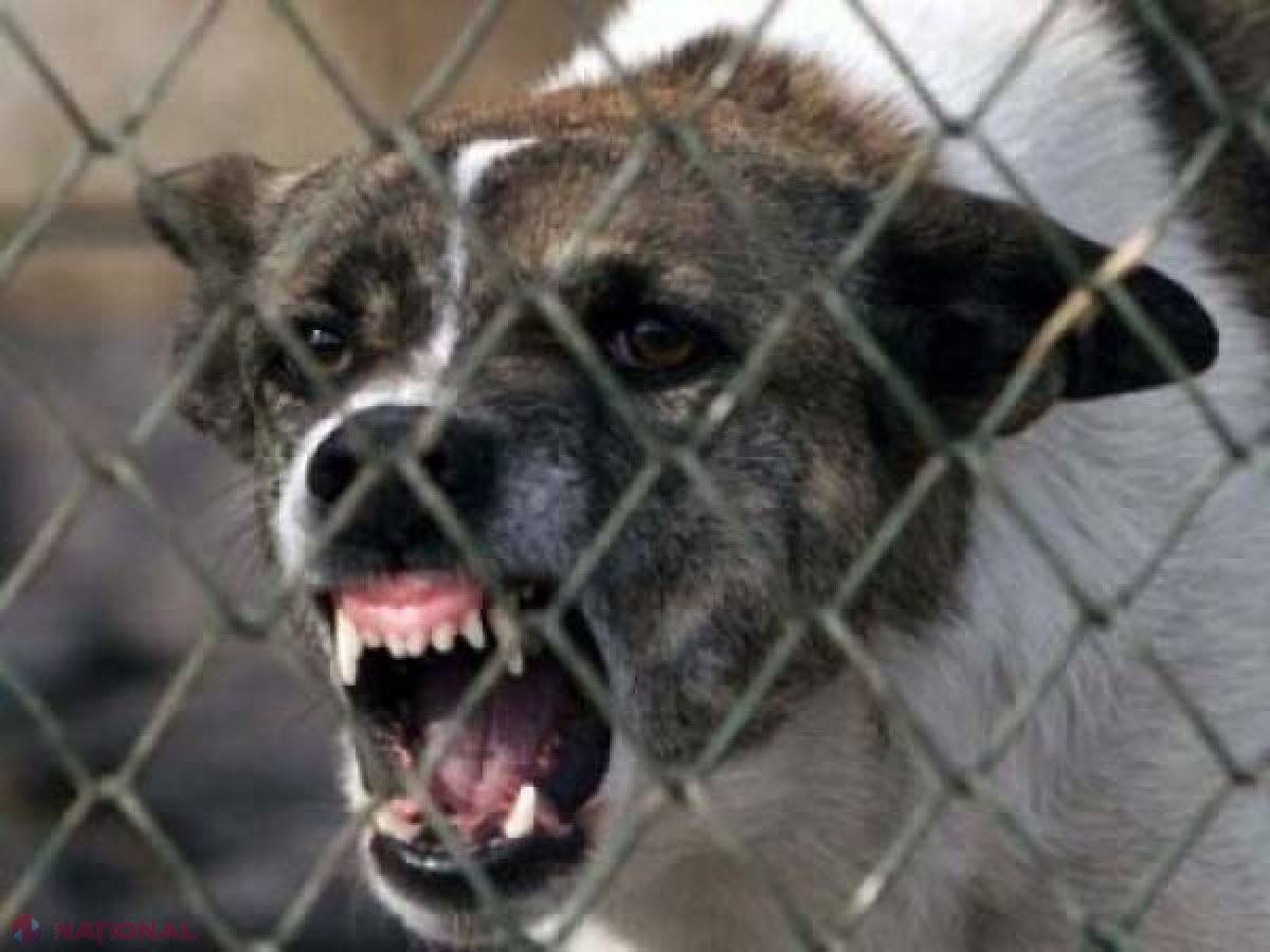 Un bărbat din R. Moldova a fost mușcat de câinele său și a ajuns la spital fiind suspectat că s-a infectat de RABIE