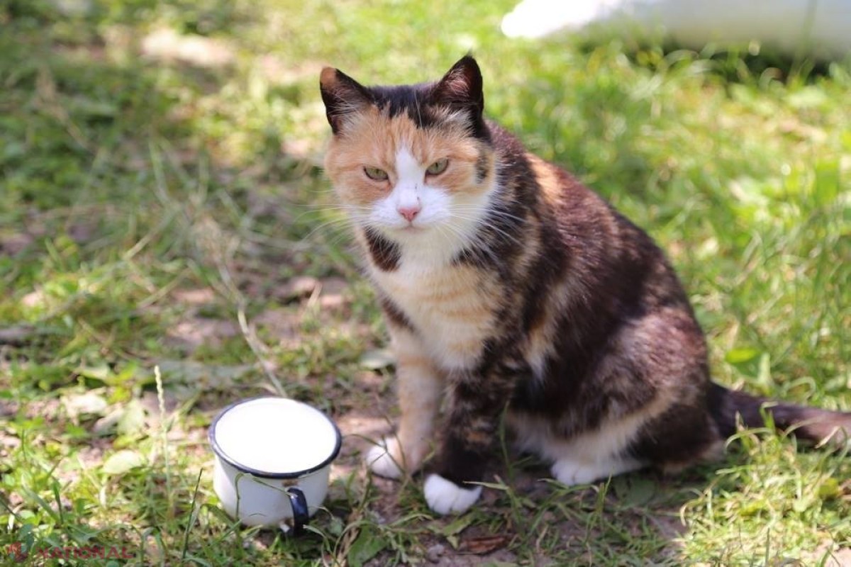 VACCINARE în masă a pisicilor și câinilor de la Rezina, după ce un animal bolnav de RABIE a mușcat un bărbat