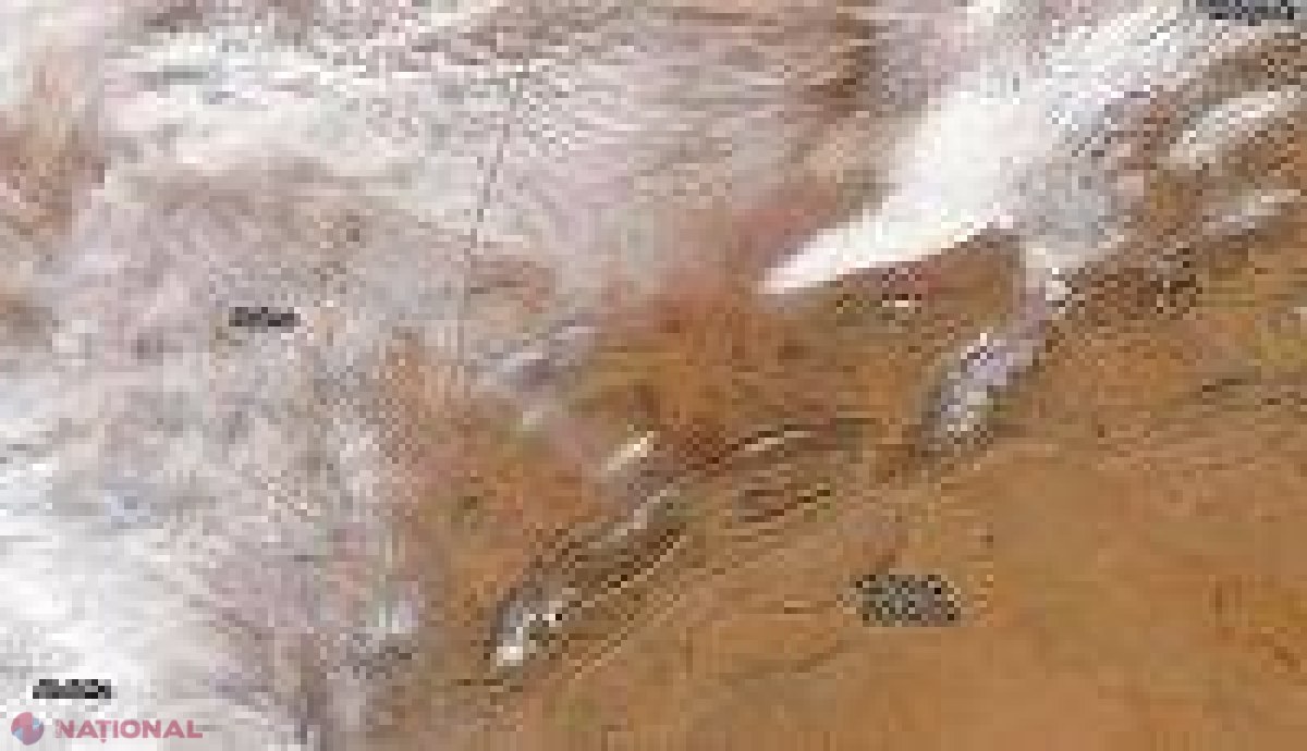 VIDEO // Pentru al doilea an consecutiv a NINS în Sahara