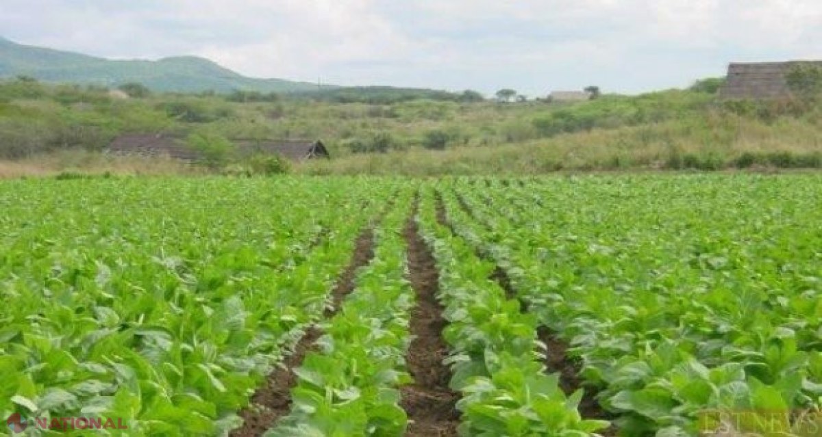 Zeci de tinerii și femei vor primi, în avans, 19 milioane de lei pentru inițierea unor afaceri în agricultură