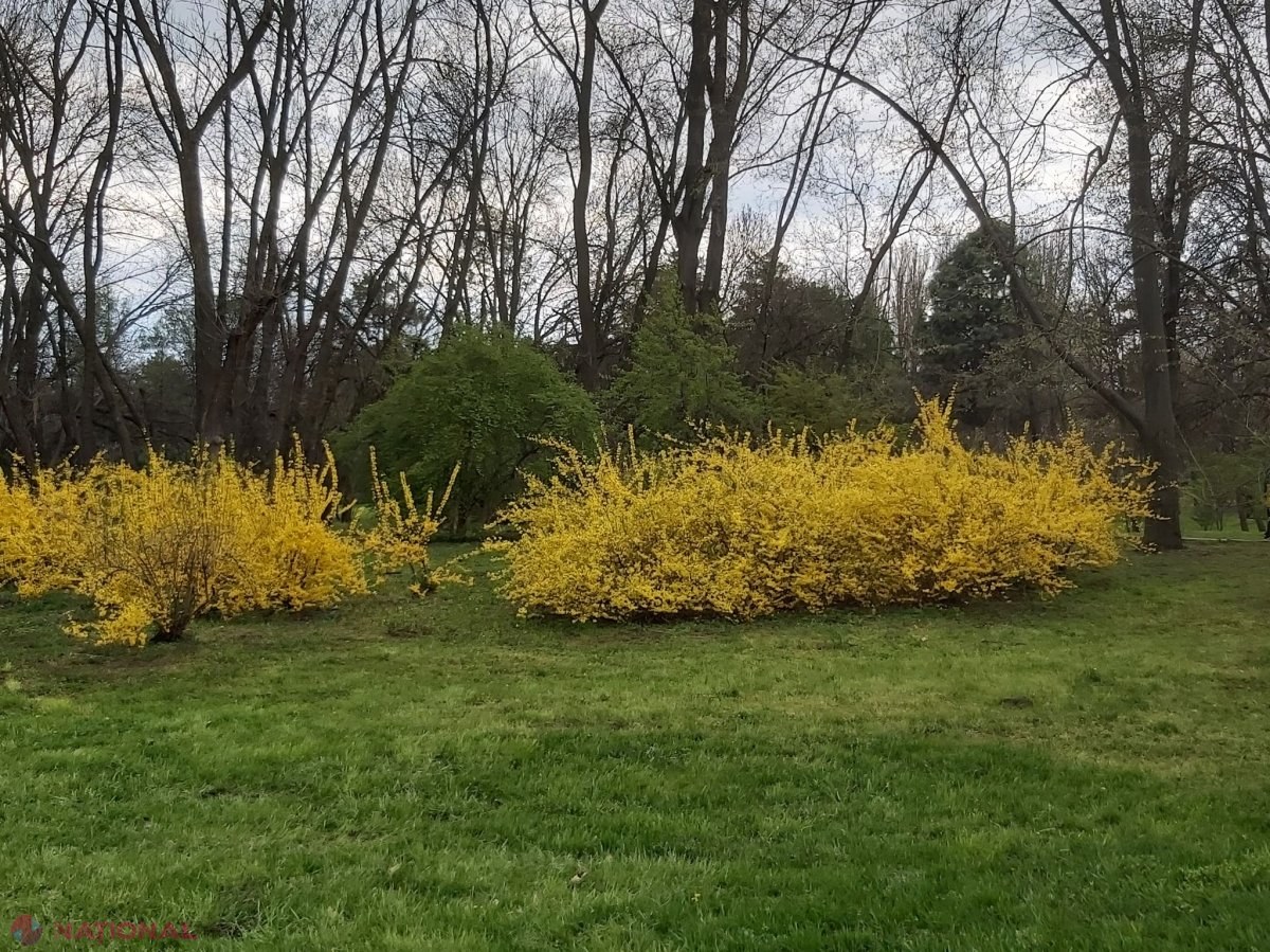 METEO // Vreme URÂTĂ de Florii: Se răcește și va ploua aproape în fiecare zi până la Paște