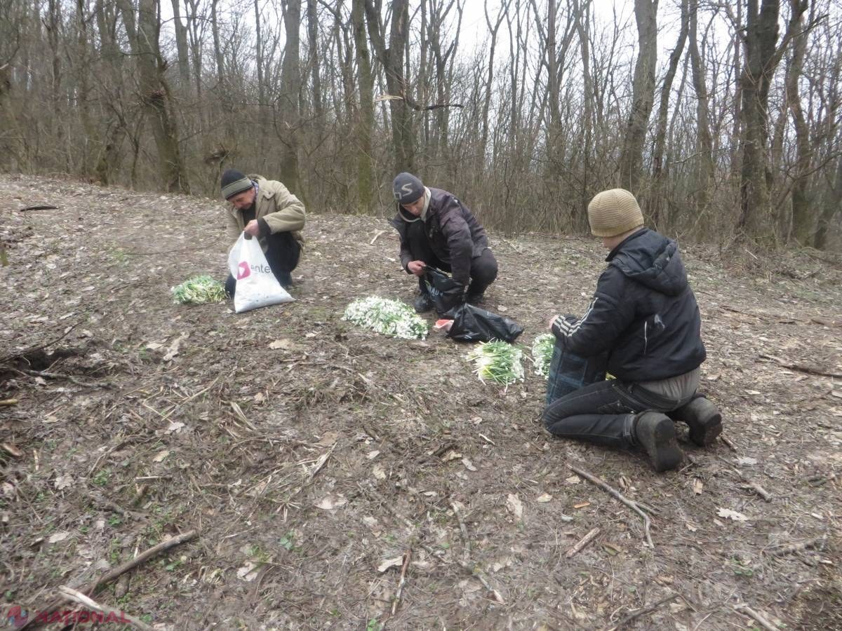 Vânzătorii de ghiocei, amendați de Inspectoratul Ecologic
