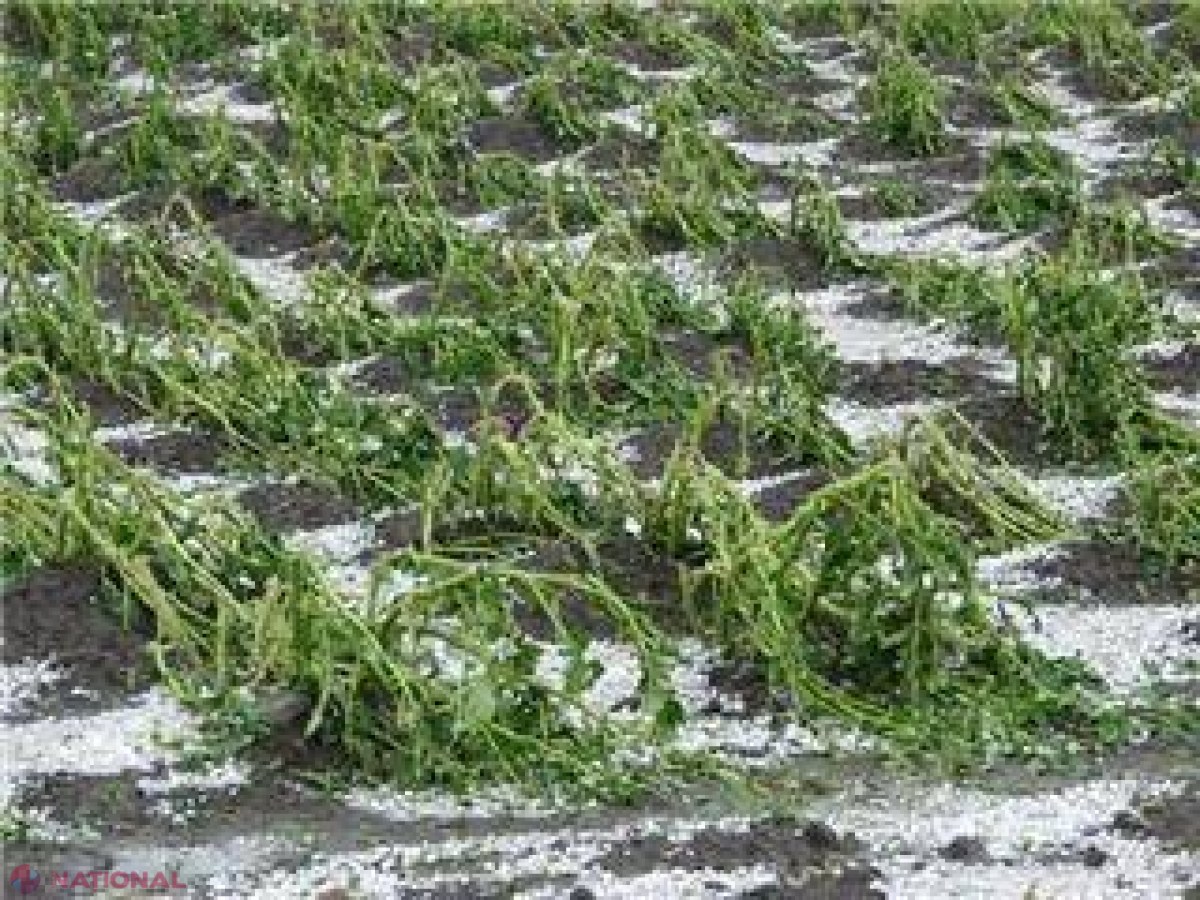 Guvernul va plăti pentru culturile agricole distruse de grindină